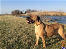 South African Boerboel