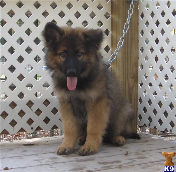 German Shepherd Puppy for Sale AKC, Long Coats 13 Years old