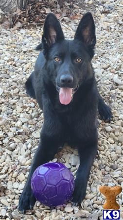 a black german shepherd dog lying on rocks