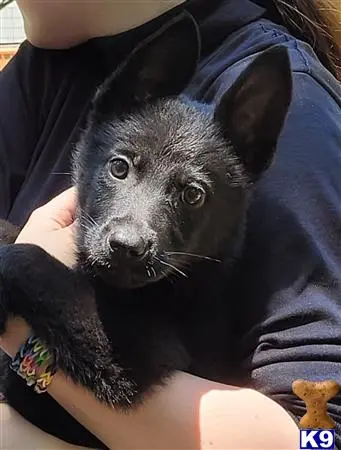 German Shepherd puppy for sale