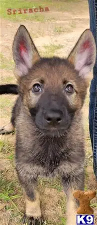 German Shepherd puppy for sale