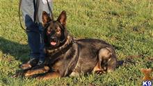 german shepherd puppy posted by coyotecreekranch