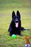 german shepherd puppy posted by coyotecreekranch