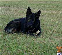 german shepherd puppy posted by coyotecreekranch