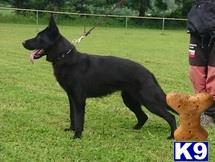 german shepherd puppy posted by coyotecreekranch