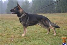 german shepherd puppy posted by coyotecreekranch
