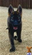 german shepherd puppy posted by coyotecreekranch