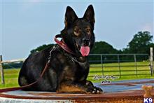 german shepherd puppy posted by coyotecreekranch
