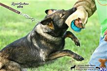german shepherd puppy posted by coyotecreekranch