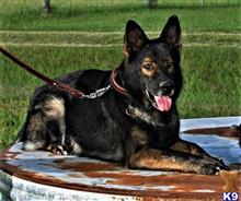 german shepherd puppy posted by coyotecreekranch