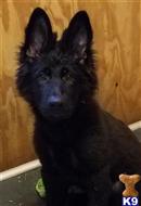 german shepherd puppy posted by coyotecreekranch