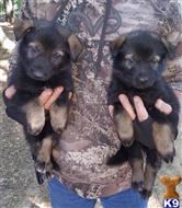 german shepherd puppy posted by coyotecreekranch