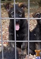german shepherd puppy posted by coyotecreekranch