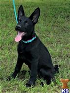 german shepherd puppy posted by coyotecreekranch