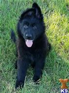 german shepherd puppy posted by coyotecreekranch