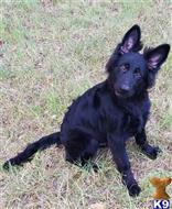 german shepherd puppy posted by coyotecreekranch