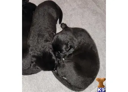 Black Female available German Shepherd puppy located in Scurry