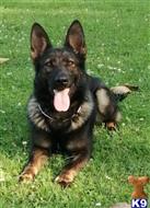 german shepherd puppy posted by coyotecreekranch