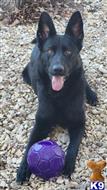 german shepherd puppy posted by coyotecreekranch