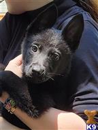 german shepherd puppy posted by coyotecreekranch