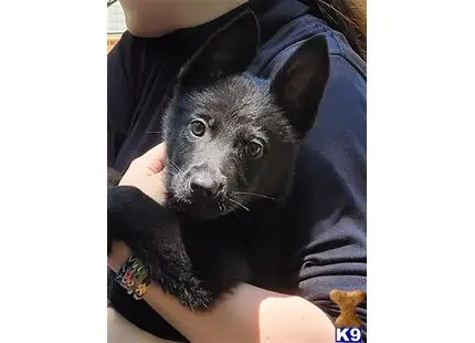 DDR Czech available German Shepherd puppy located in Scurry
