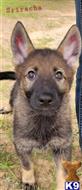 german shepherd puppy posted by coyotecreekranch