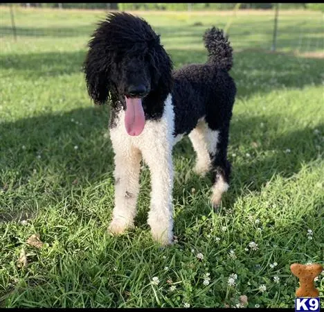 Poodle stud dog: a poodle dog standing in grass