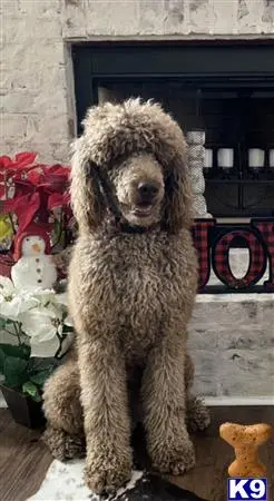 Poodle stud dog: a poodle dog sitting on a chair