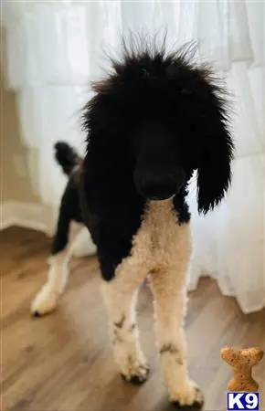 Poodle stud dog: a poodle dog standing on a wood floor