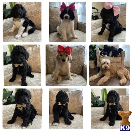 Poodle stud dog: a collage of a poodle dog