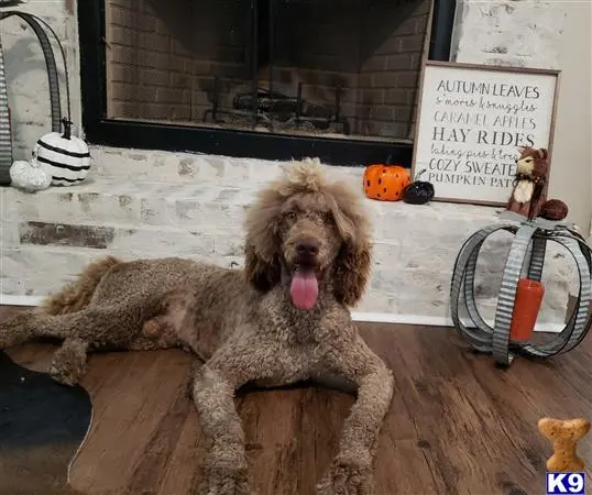 Poodle stud dog: a poodle dog sitting on a chair