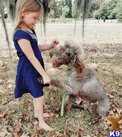 Poodle stud dog: a girl petting a poodle dog