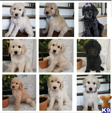 Poodle stud dog: a collage of a poodle dog