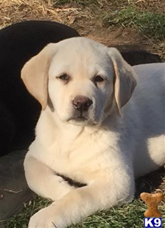 Labrador Retriever