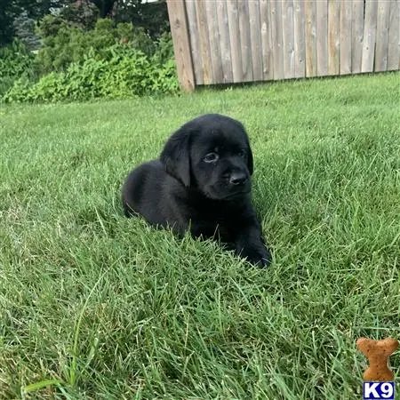 Labrador Retriever