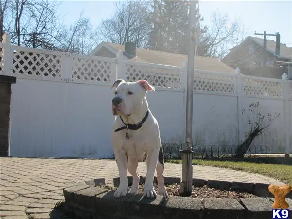 American Pit Bull stud dog