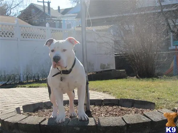 American Pit Bull stud dog