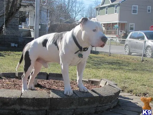 American Pit Bull stud dog