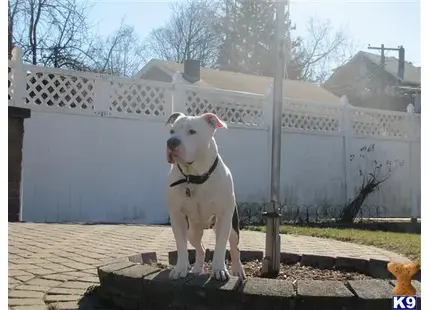 American Pit Bull