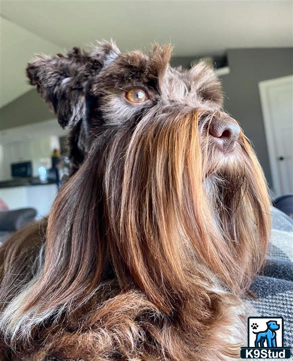 a miniature schnauzer dog with a human face