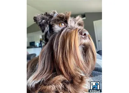 a miniature schnauzer dog with a human face