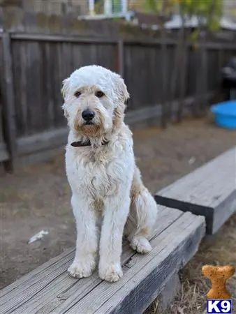 Goldendoodles stud dog