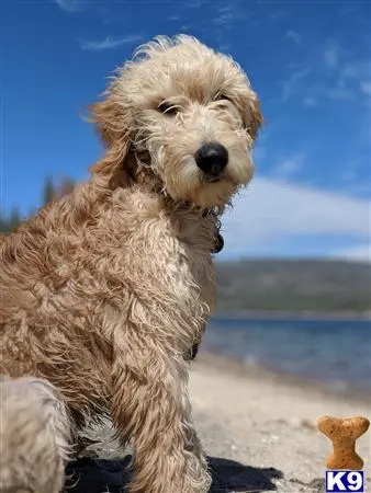 Goldendoodles stud dog