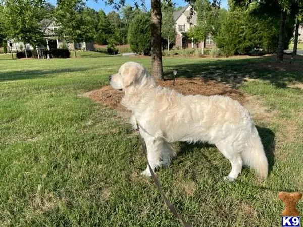 Golden Retriever stud dog