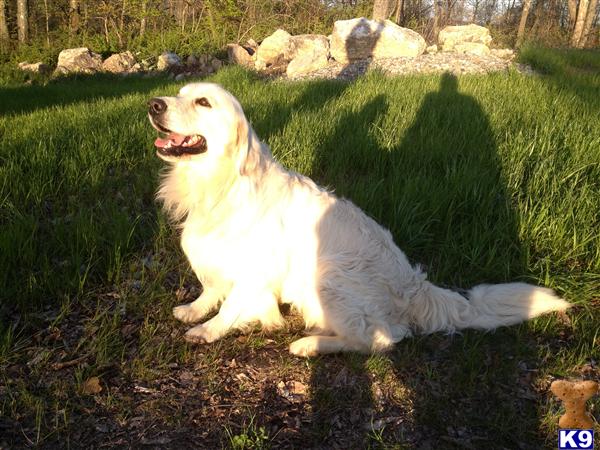 Golden Retriever stud dog