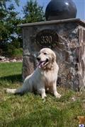 Golden Retriever stud dog: Golden Retriever sitting beside a stone monument in green grass