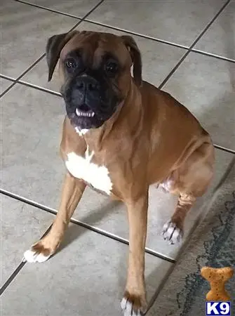 Boxer female dog