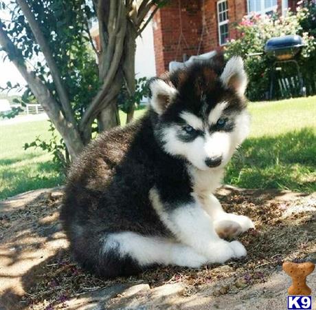 husky puppies for sale in tn siberian husky puppies for sale in tennessee husky puppies for sale in tn siberian husky puppies for sale in tennessee