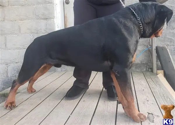 Rottweiler stud dog