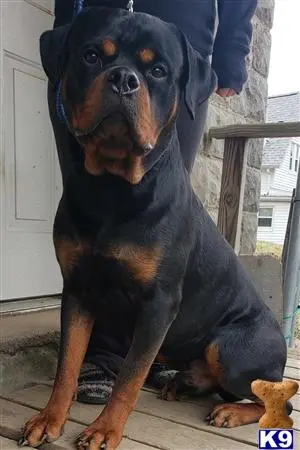 Rottweiler stud dog